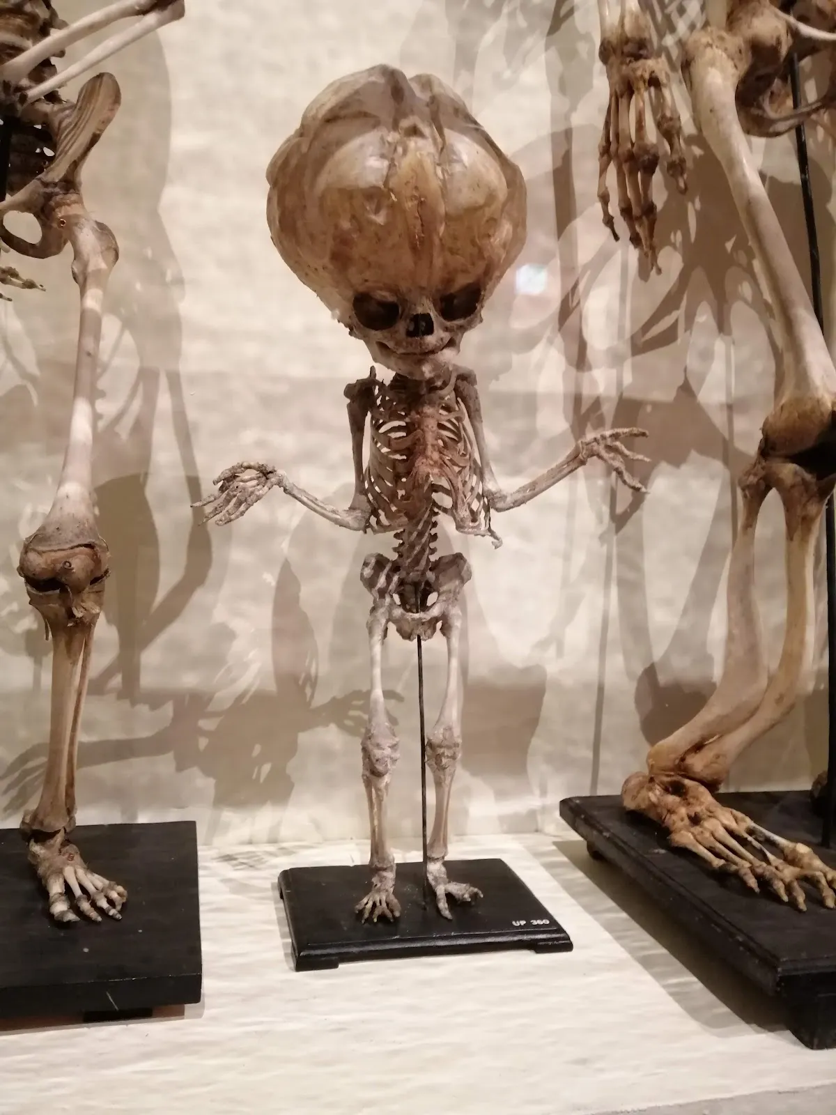 Universiteitsmuseum Utrecht | UMU