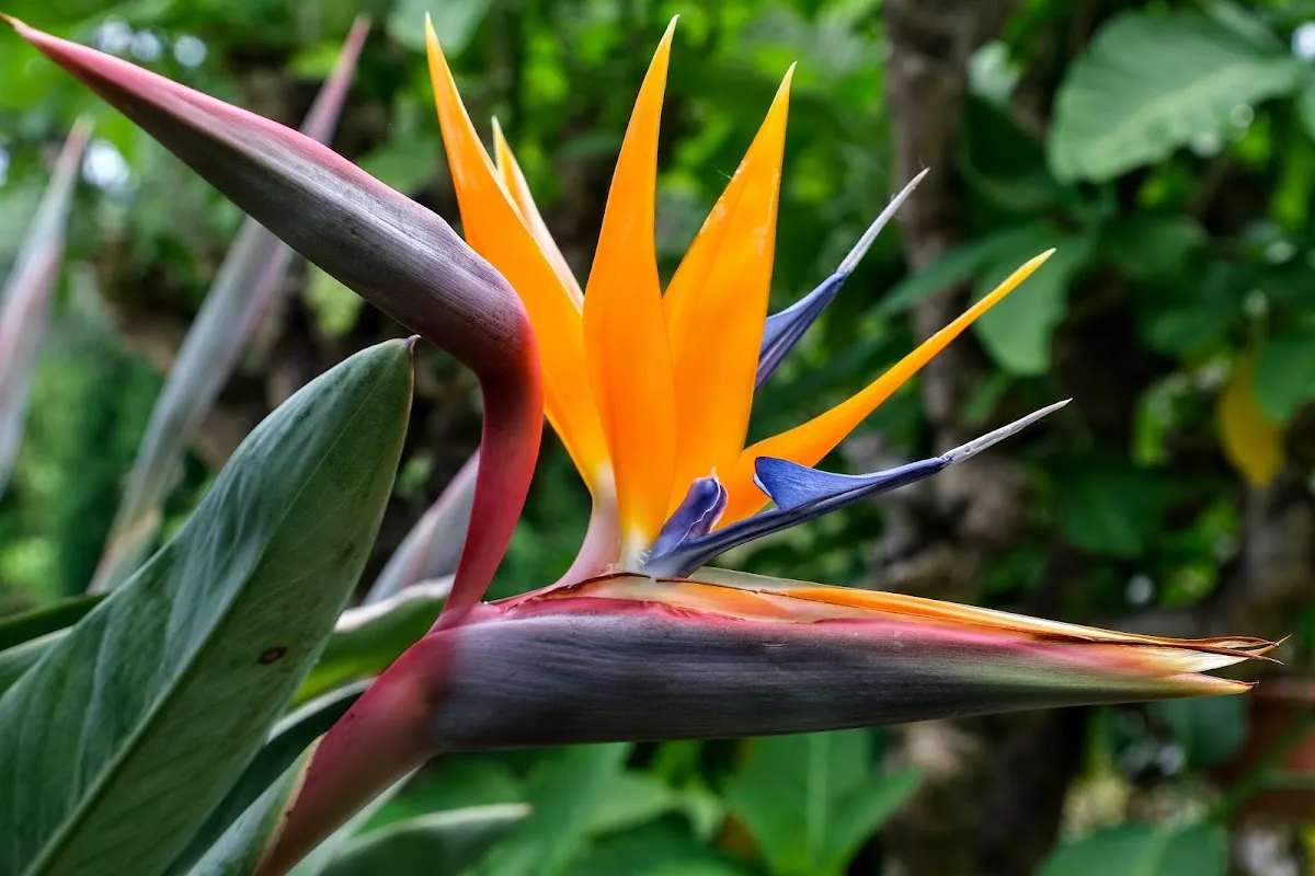 TU Delft Hortus Botanicus