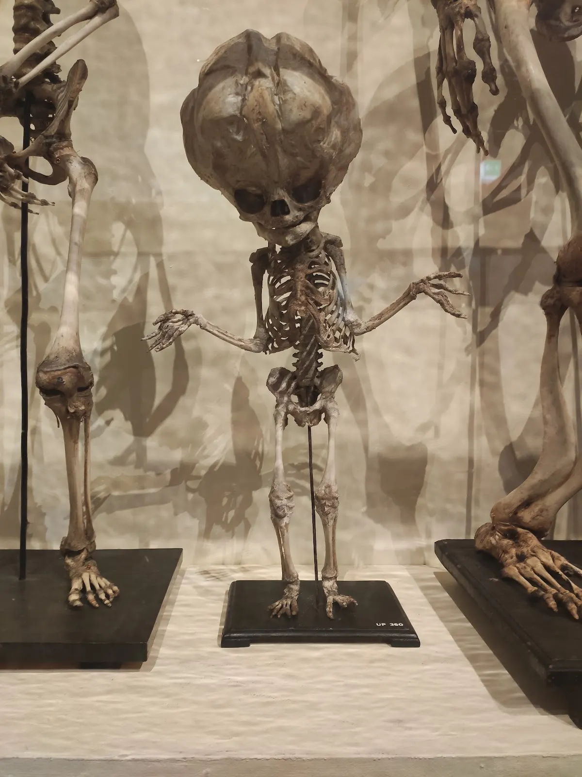 Universiteitsmuseum Utrecht | UMU