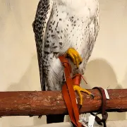 Valkerij en Sigarenmakerij Museum