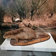 Biesbosch MuseumEiland