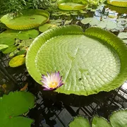 Botanische Tuinen Universiteit Utrecht