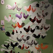 Nederlands Pluimveemuseum