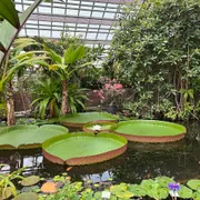 Hortus botanicus Leiden