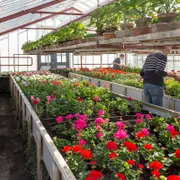 Stichting Historische Tuin Aalsmeer‎