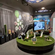 Gouda Cheese Experience