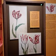 Amsterdam Tulip Museum