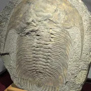Stichting Gelders Geologisch Museum