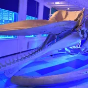 Natuurmuseum Fryslân