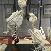 Museum voor Anatomie en Pathologie