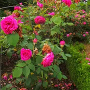 De Kruidhof | Hortus van Fryslân