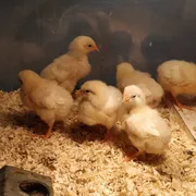 Nederlands Pluimveemuseum