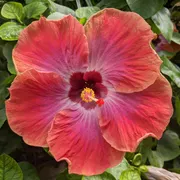 Hortus botanicus Leiden