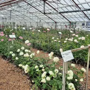 Stichting Historische Tuin Aalsmeer‎