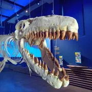 Natuurhistorisch Museum Maastricht