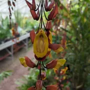 TU Delft Hortus Botanicus