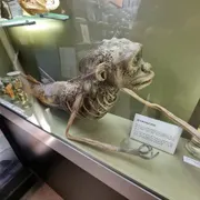 Muzee Scheveningen
