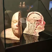 BODY WORLDS Amsterdam
