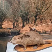 Biesbosch MuseumEiland