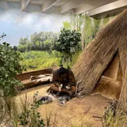 Observeum