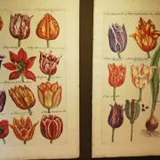 Amsterdam Tulip Museum