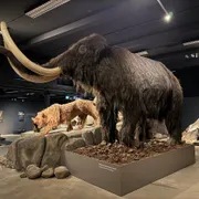 Stichting Natuurmuseum Brabant