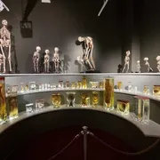 Universiteitsmuseum Groningen