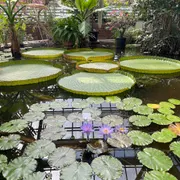 Hortus botanicus Leiden