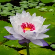 Botanische Tuinen Universiteit Utrecht