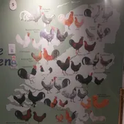 Nederlands Pluimveemuseum