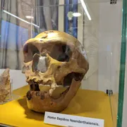 Stichting Gelders Geologisch Museum