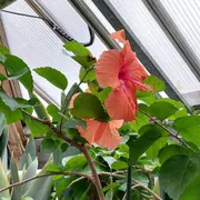 Hortus botanicus Leiden