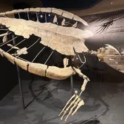 Natuurhistorisch Museum Maastricht