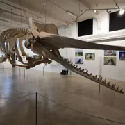 Stichting Natuurmuseum Brabant