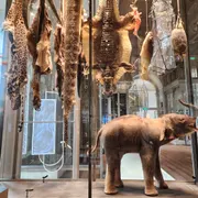 ARTIS - Groote Museum