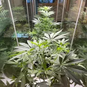 Cannabis Museum Amsterdam
