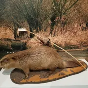 Biesbosch MuseumEiland