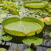 Botanische Tuinen Universiteit Utrecht