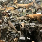 Missiemuseum