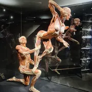BODY WORLDS Amsterdam