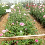 Stichting Historische Tuin Aalsmeer‎