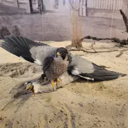 Valkerij en Sigarenmakerij Museum