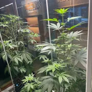 Cannabis Museum Amsterdam