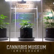 Cannabis Museum Amsterdam