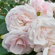 De Kruidhof | Hortus van Fryslân