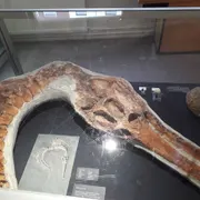 Stichting Gelders Geologisch Museum