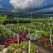 Stichting Historische Tuin Aalsmeer‎