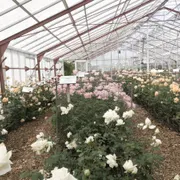 Stichting Historische Tuin Aalsmeer‎