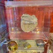 Museum voor Anatomie en Pathologie