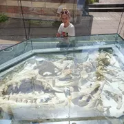 Natuurhistorisch Museum Maastricht